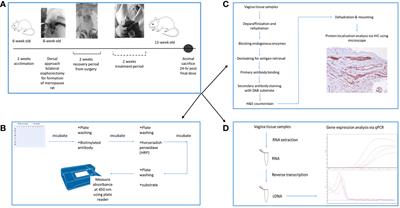 Modulation of vulvovaginal atrophy (VVA) by Gelam honey in bilateral oophorectomized rats